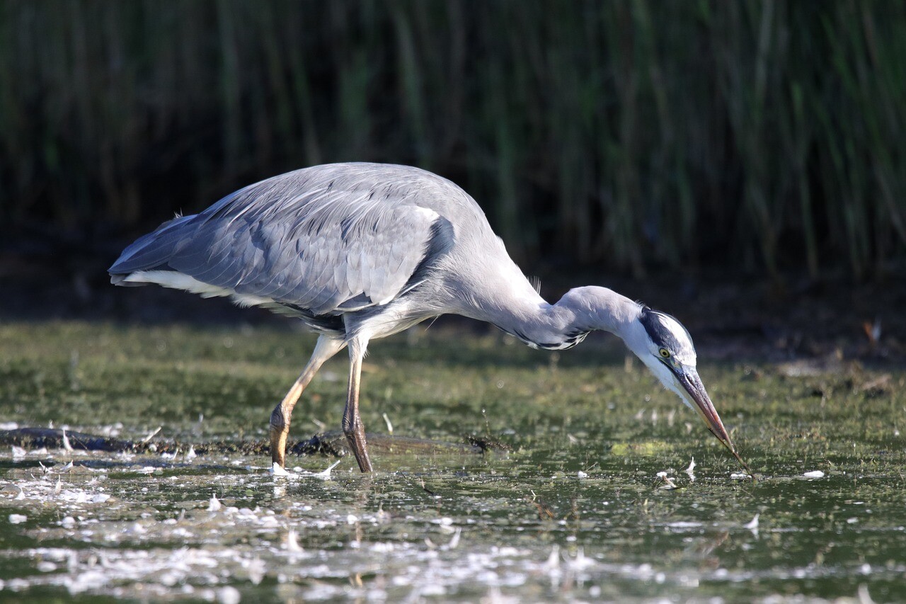 Nature: Το 24% των ειδών που ζουν σε γλυκό νερό απειλείται με εξαφάνιση